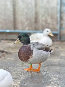 Call Duck
