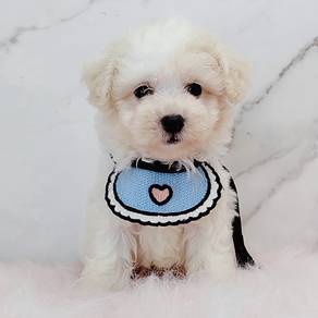 Maltipoo