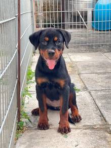Rottweiler