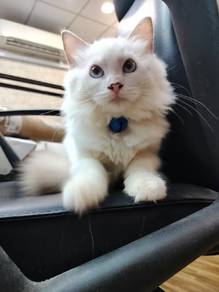 ragdoll