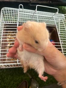 Syrian Hamster
