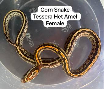 Corn Snake Tessera Het Amel Female Untuk Dijual !!