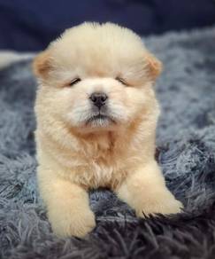 FLUFFY CHOW CHOW PUPPIES C323🌻 Cream Girl