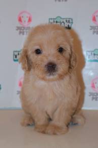 G10 Cute Cockapoo Puppy