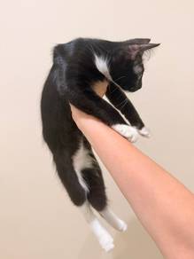 FREE Cat Adopt - Male Kitten