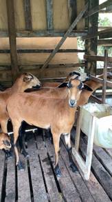 Blackbelly Barbados Goat