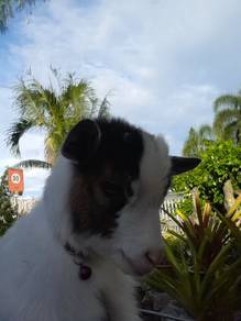 Pygmy Goat local breed