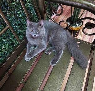 Betina- Grey 3bulan Blh. Tabby-Jantan 2bulan Dlh.