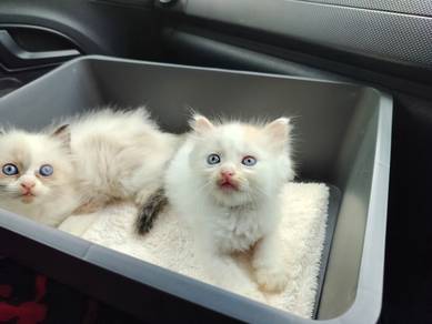 TOPs A-GRADE Song-Jin Orange White Ragdoll cat