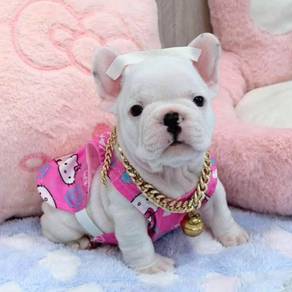 FRENCH BULLDOG PUPPIES VIP280🌻Cute Boy~Girl