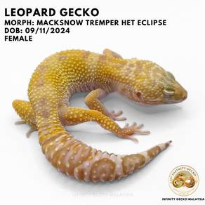 Leopard Gecko Malaysia Macksnow Tremper Het Eclips