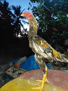 Ayam teruna mas10