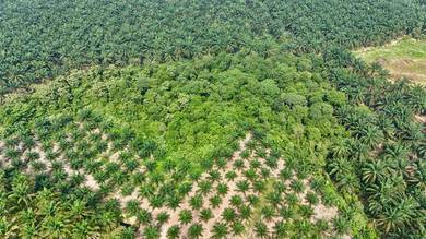 Agricultural Land in Kulim, KDH