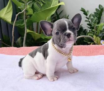 FRENCH BULLDOG PUPPIES VIP195🌻Cute & Healthy Boy