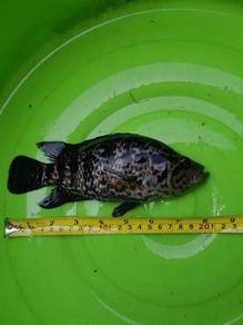 8inch Jaguar Cichlid Fish