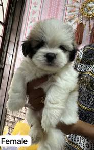 Shihpoo