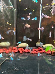 Japan Blue Guppy