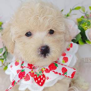 PoodleToy