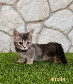 Munchkin short legs 