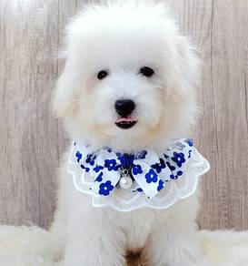 Maltipoo