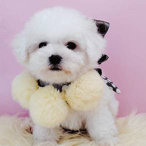 Maltese
