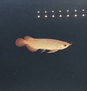 Super Red Local arowana 