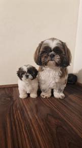 Shih ztu Puppy (Male)