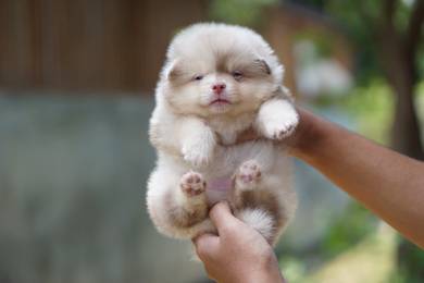 Pomeranian