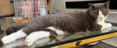 Kucing bsh