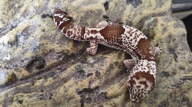 geckos 