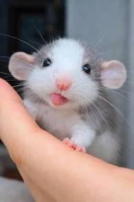 Dumbo rat (husky ) 
