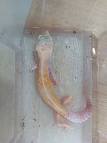 Leopard Gecko 