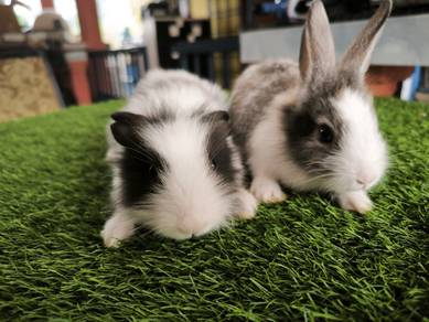Rabbit kelinchi arnab mx LH