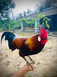Ayam