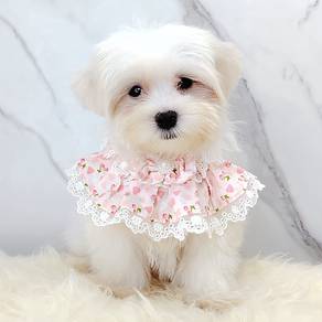 Maltese