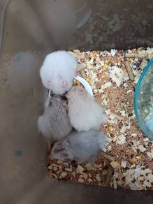 Hamster Syrian Big Bone breed for re-home with fee
