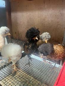 Ayam poland