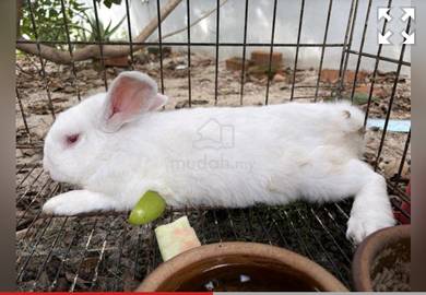 Male Rabbit