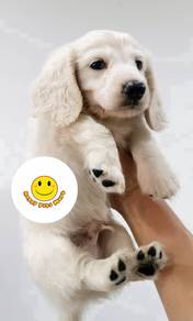 SSdd_1500 Mini Dachshund long haired pretty puppy