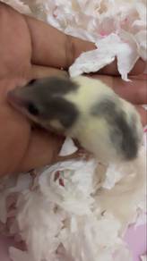 tupai mini