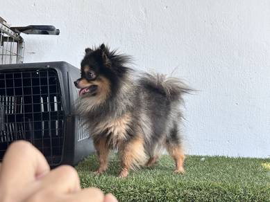 pomeranian
