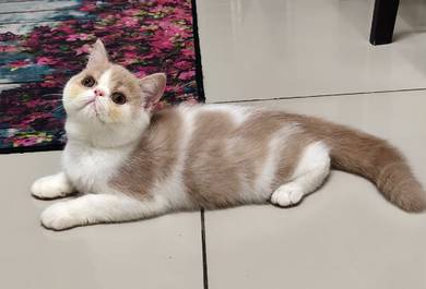 Exotic shorthair ESH Female