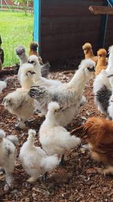 Ayam Silkie, Silkie Chicken