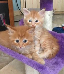 Orange Mainecoon Kitten
