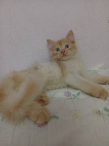Anak Kucing Parsi