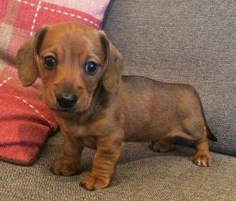 HHSS-3060 Mini Dachshund short haired puppy DOG