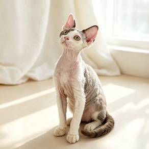 devon rex
