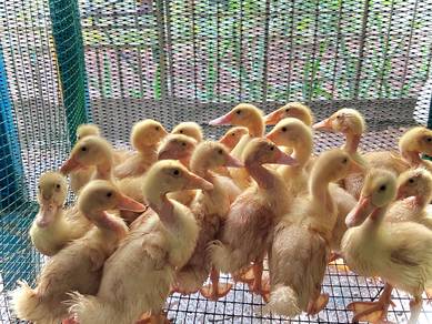 pekin ducklings 🦆 anak itik pekin