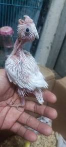 White face jinak masih  suap