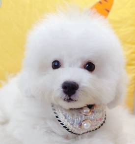 Bichon Frise